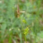 Carex michelii 花