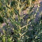 Carthamus caeruleus 葉