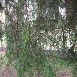 Cupressus lusitanica Fuelha