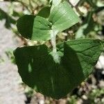 Sonchus tenerrimus Feuille