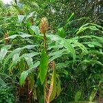 Hedychium flavescens Habit