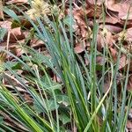 Carex umbrosa Levél