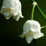 Convallaria majalis Květ