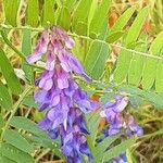 Vicia cracca പുഷ്പം