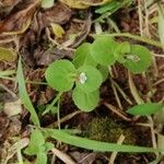 Lindernia diffusa Leaf