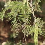 Vachellia sieberiana Blatt