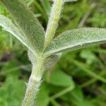 Trifolium montanum Folio