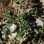 Astragalus depressus Costuma