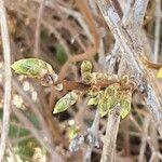 Forsythia intermedia Blodyn