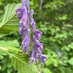 Aconitum septentrionale Цвят