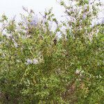 Ceanothus leucodermis Hábito