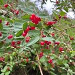 Lonicera maackii Fruit