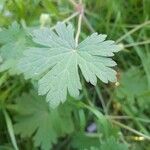 Geranium mascatense برگ