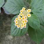 Lantana canescens葉