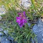 Hedysarum hedysaroides Flor