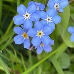 Myosotis sylvatica Květ