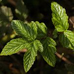 Filipendula ulmaria Ліст