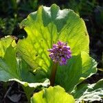 Bergenia crassifolia Hoja