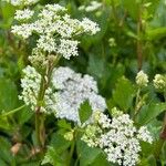 Ligusticum scothicum Flower