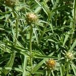 Inula ensifolia Hoja