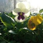 Viola × wittrockianaFlower