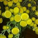 Helichrysum cooperi फूल