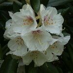 Rhododendron formosanum Blüte