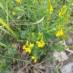 Genista tinctoriaFloare