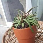 Dudleya edulis Hoja