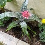 Aechmea fasciata Kvet