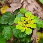 Chrysosplenium alternifoliumFlor