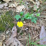 Potentilla canadensis Hábito