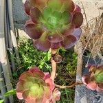 Aeonium arboreumLeaf