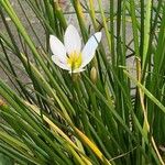 Zephyranthes candida Floare