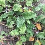 Stachys maritima Leaf