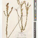 Crotalaria bredoi Otro