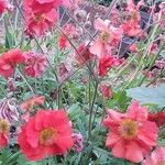 Geum coccineum花