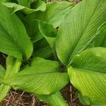 Curcuma aromatica Leaf