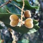 Storthocalyx leioneurus Fruit