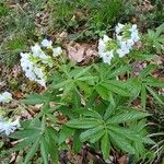 Cardamine heptaphylla ഇല