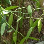 Vanilla planifolia Altres