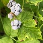 Rubus caesiusFruit