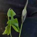 Urospatha sagittifolia 葉