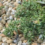 Atriplex glabriuscula Συνήθη χαρακτηριστικά