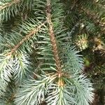 Picea chihuahuana পাতা