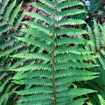 Polystichum × wirtgenii Foglia