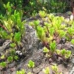 Talinum paniculatum Yeri