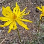 Gelasia hirsuta Flower