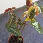 Begonia stipulacea Cvet