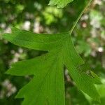 Crataegus × media Leaf